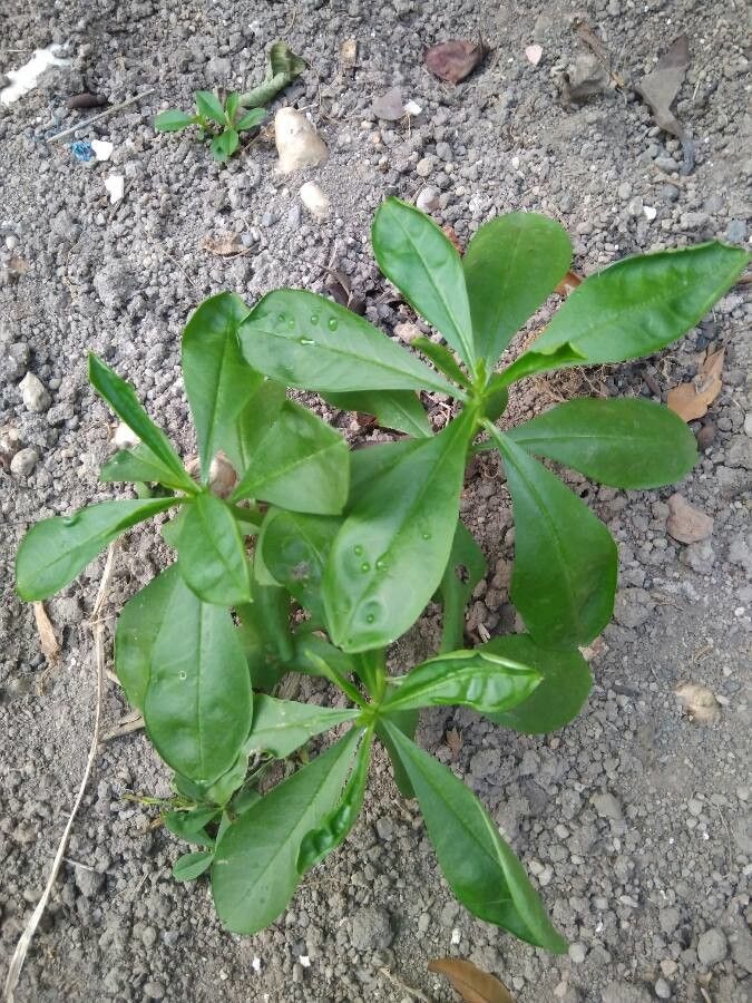 Talinum fruticosum leaf