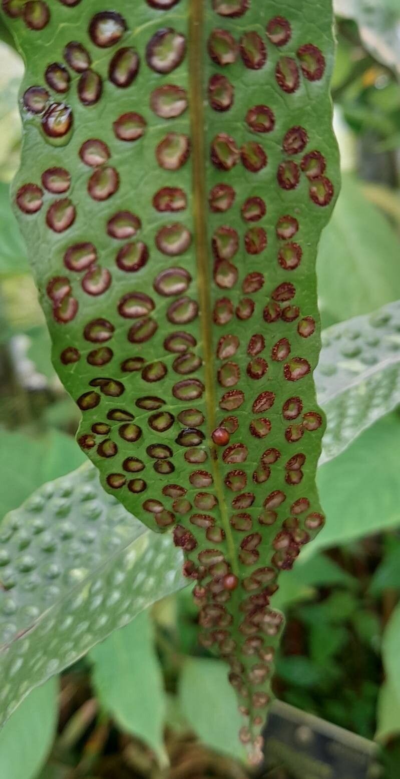 Tectaria decurrens fruit