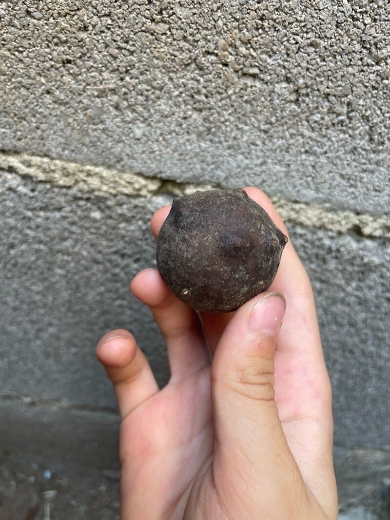 Merremia discoidesperma — related species from the same genus