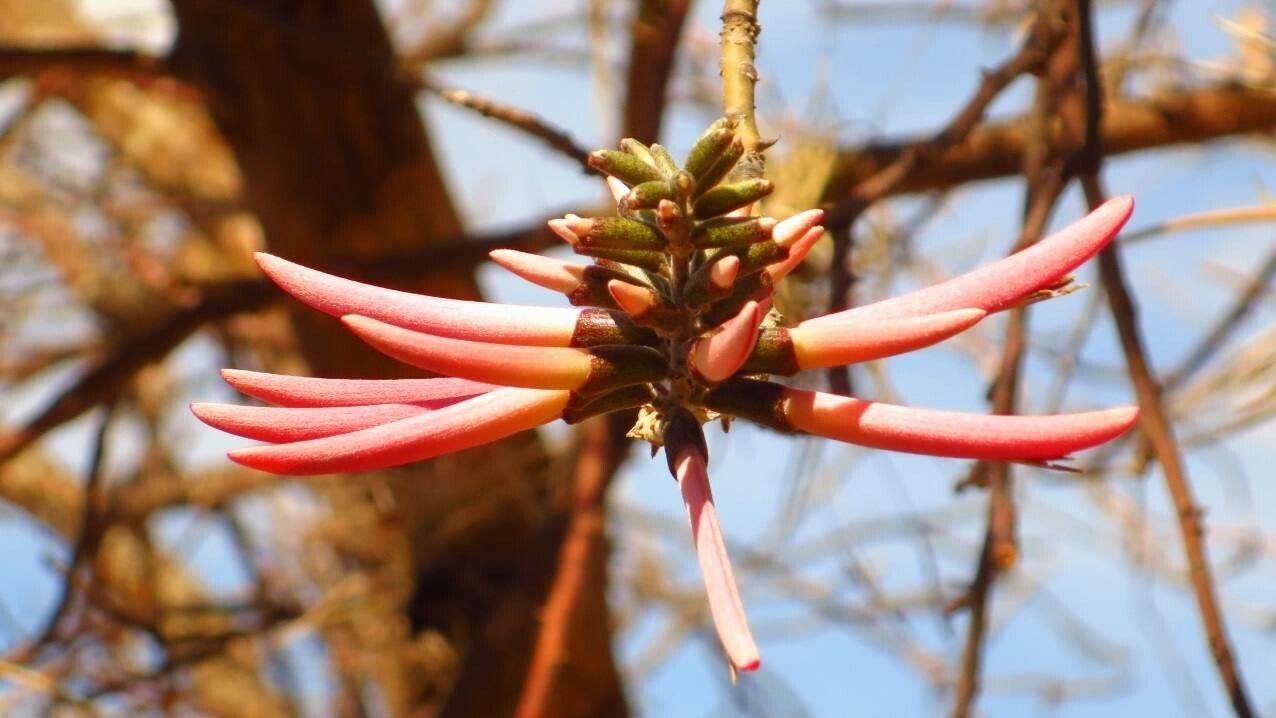 Erythrina flabelliformis flower