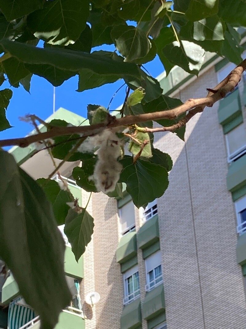 Populus carolinensis fruit