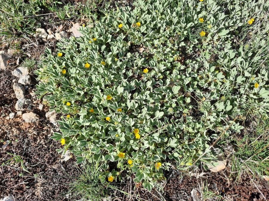 Potentilla cinerea habit