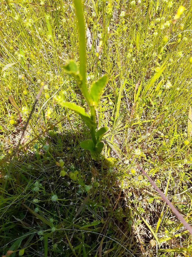 Lobelia spicata leaf