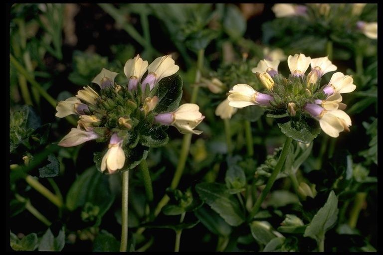 Collinsia corymbosa — related species from the same genus