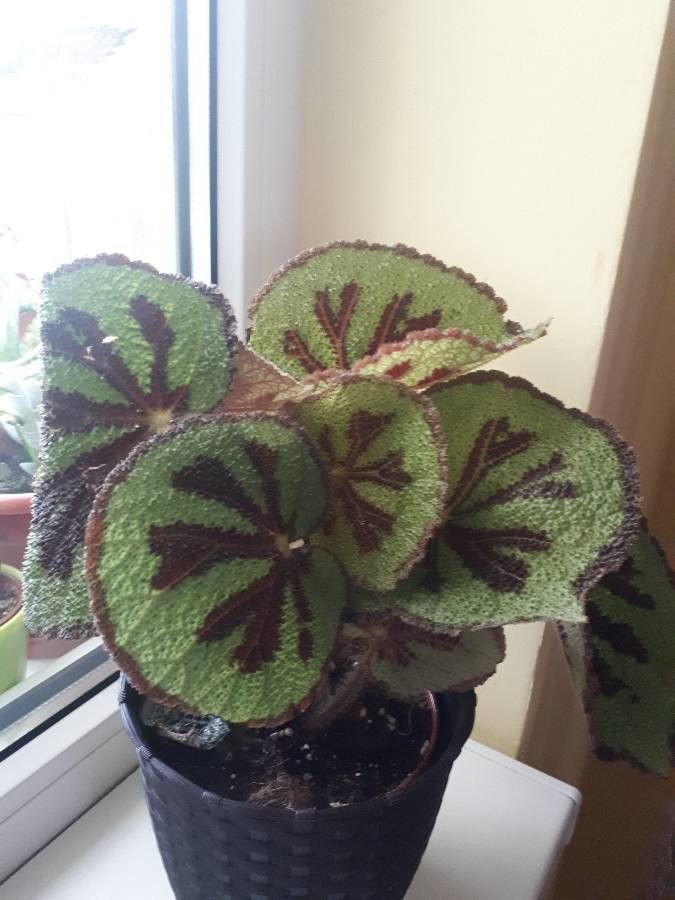 Begonia masoniana flower
