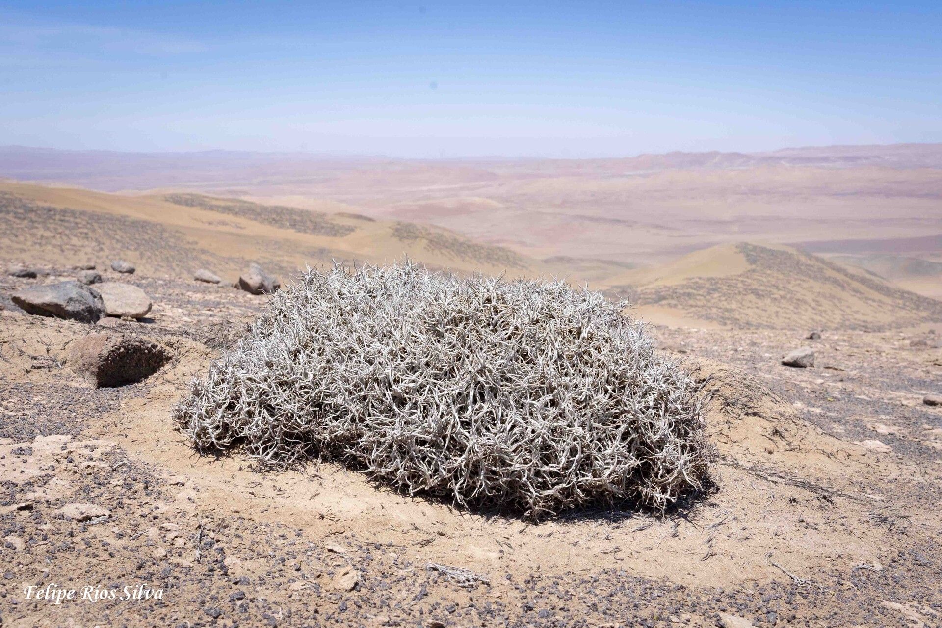 Tillandsia landbeckii — houseplant care guide