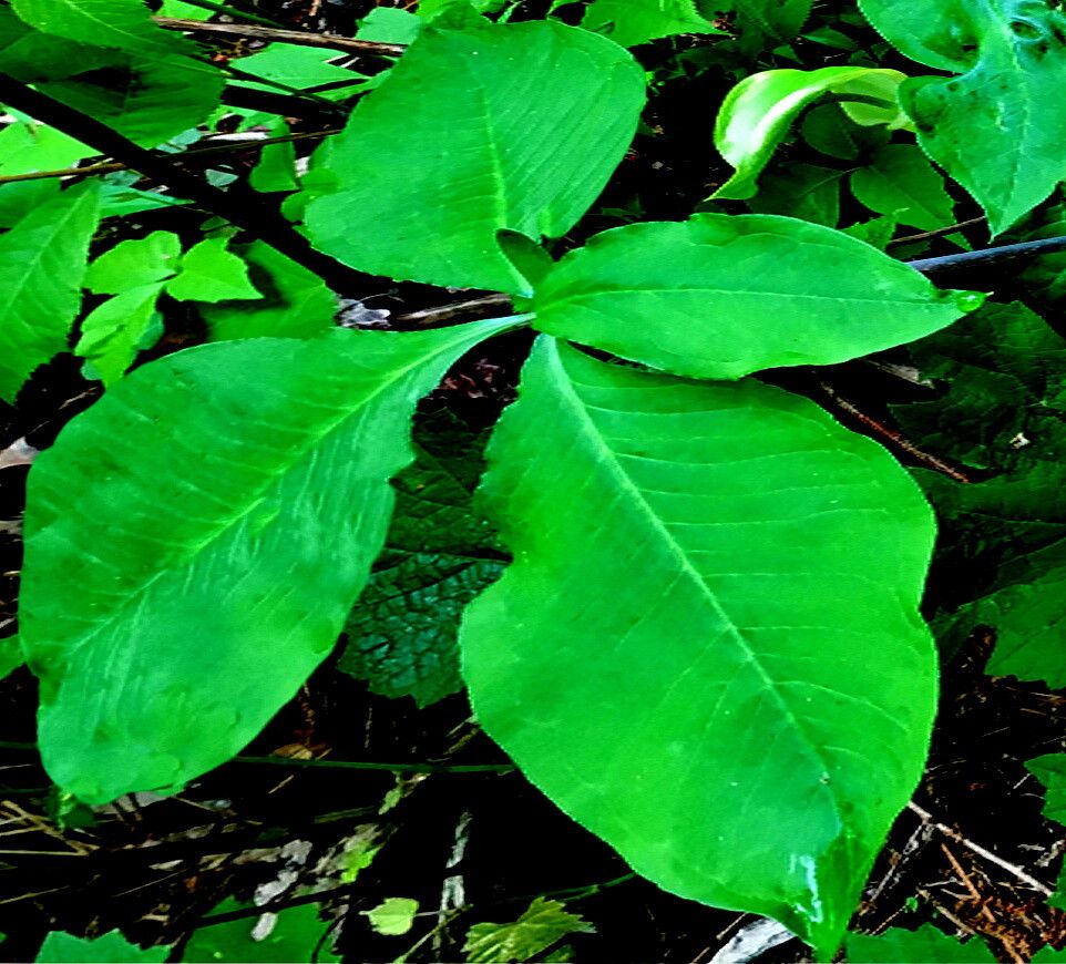 Arisaema quinatum — search result for 'Arisaema'