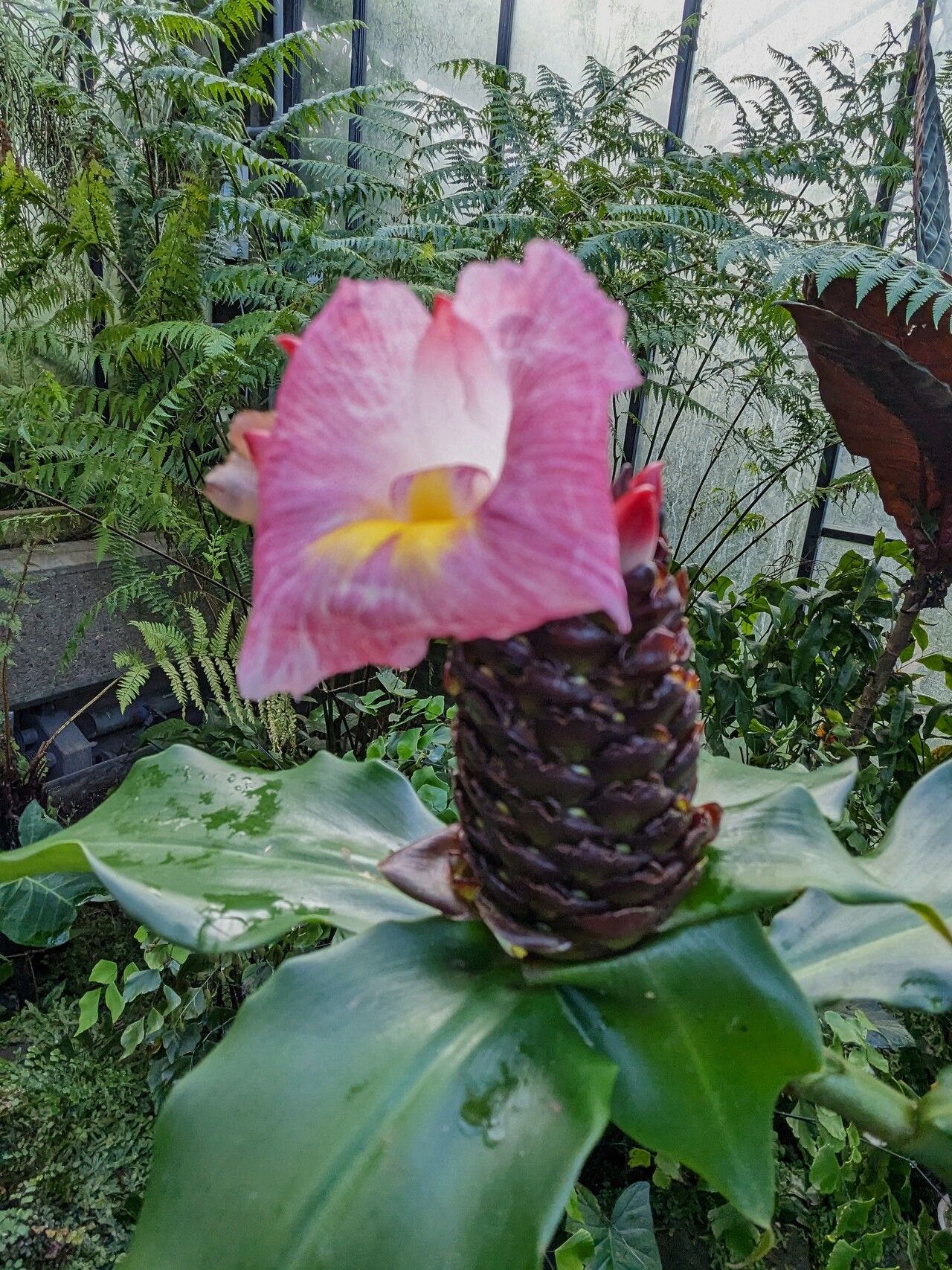 Costus louisii — search result for 'Costus'