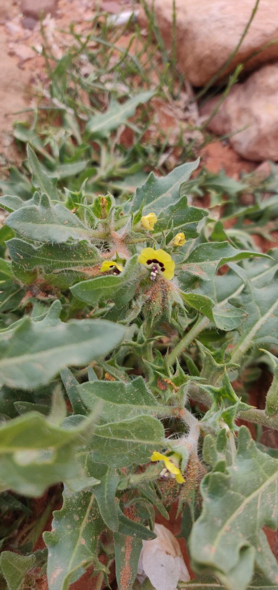 Hyoscyamus pusillus flower