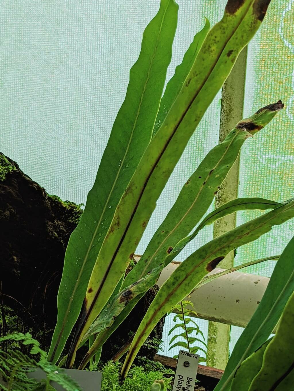 Lepisorus platyrhynchos leaf