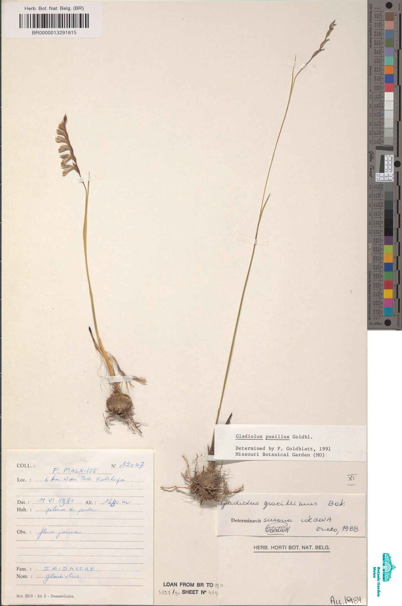 Gladiolus pusillus — search result for 'Gladiolus'