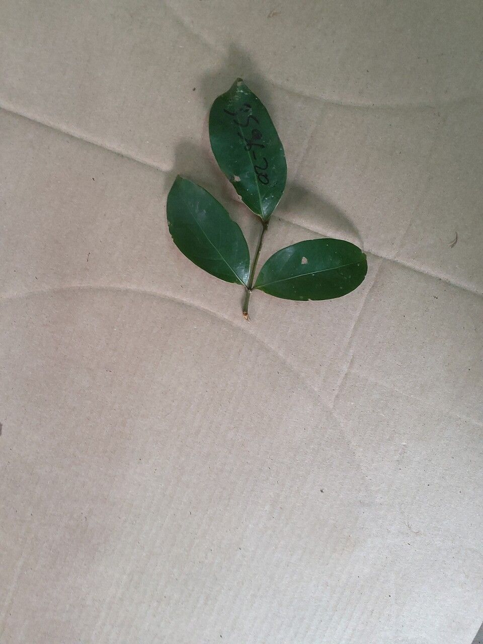 Inga sarmentosa leaf