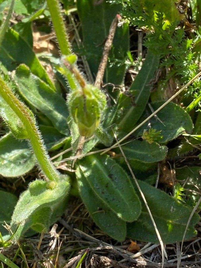 Campanula barbata — search result for 'Campanulaceae'