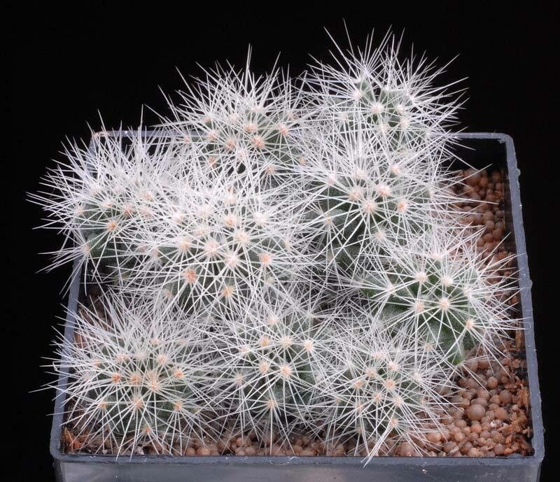 Acharagma roseanum habit