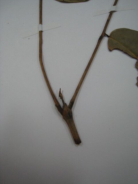 Taralea oppositifolia — related species from the same genus