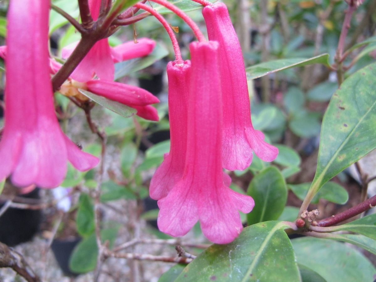 Rhododendron celebicum flower