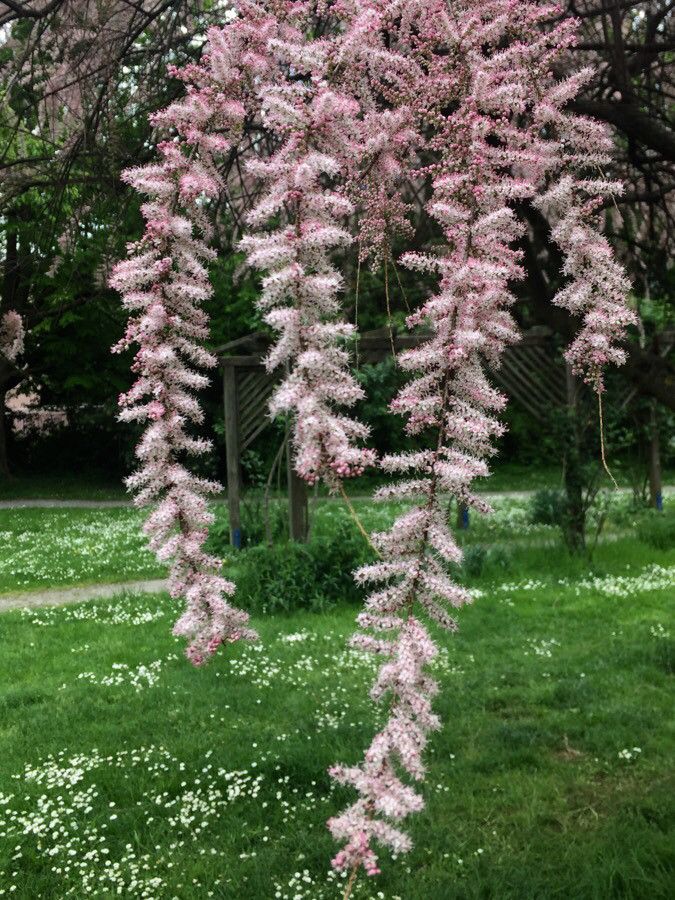 Tamarix tetrandra flower