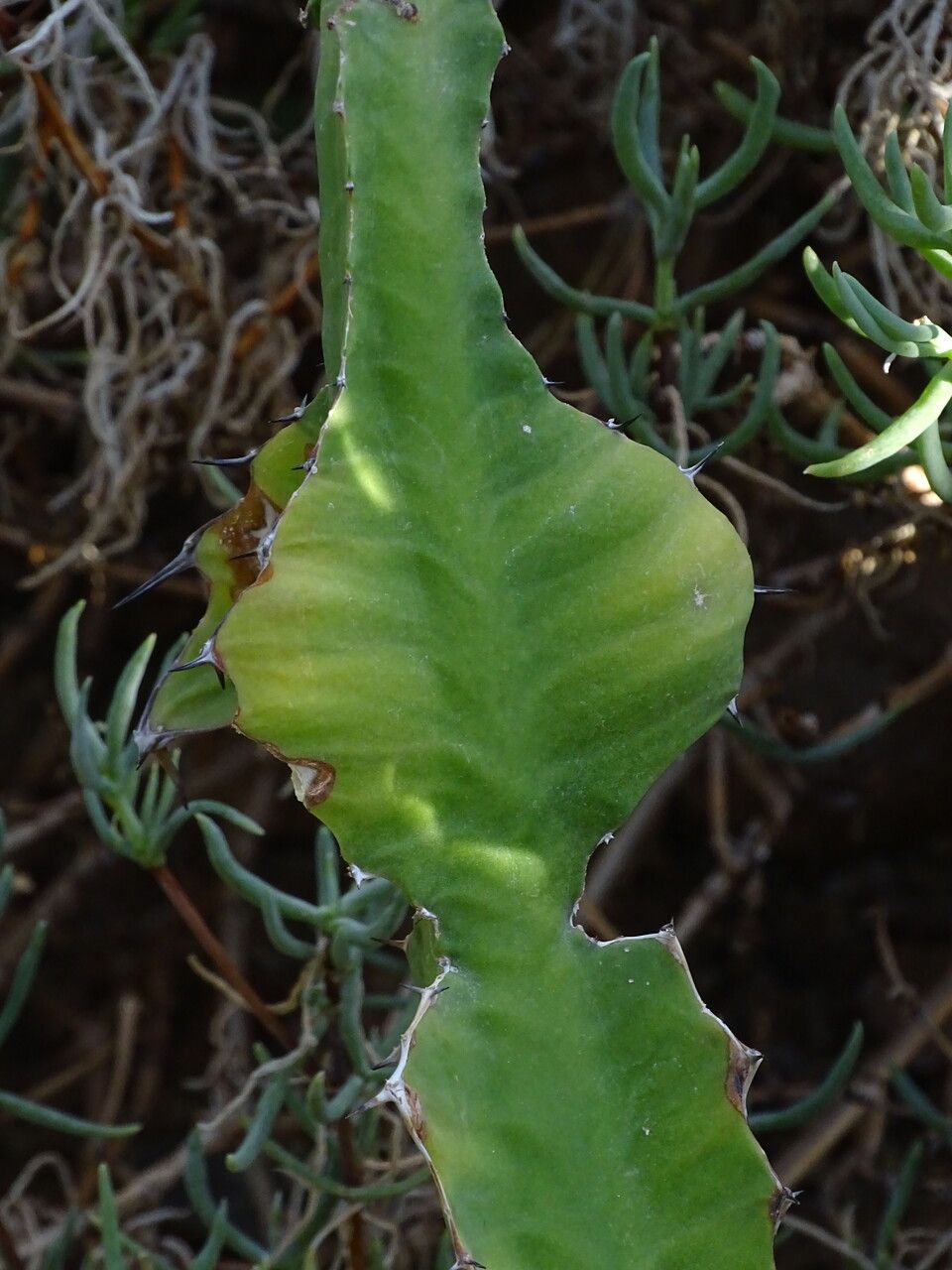 Euphorbia grandicornis bark