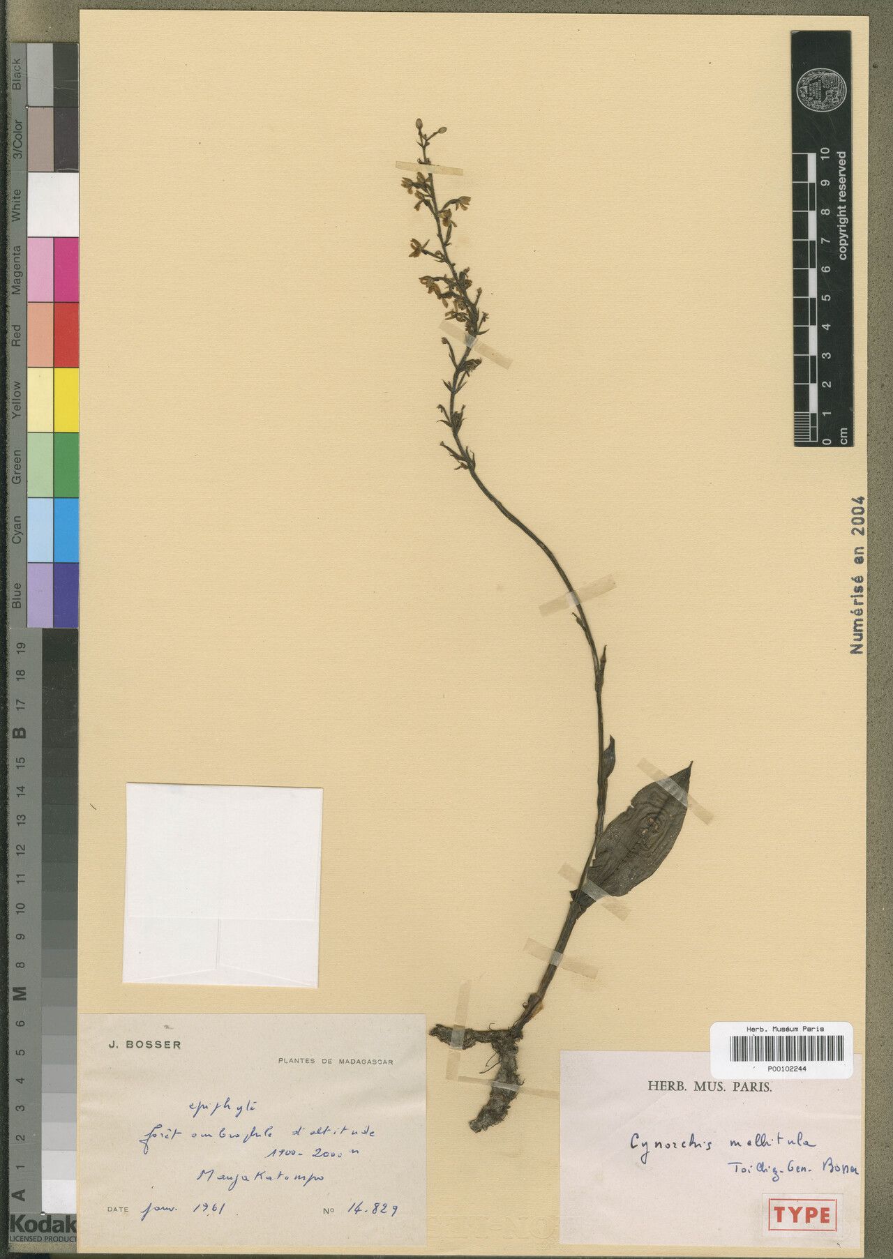 Cynorkis mellitula — houseplant care guide