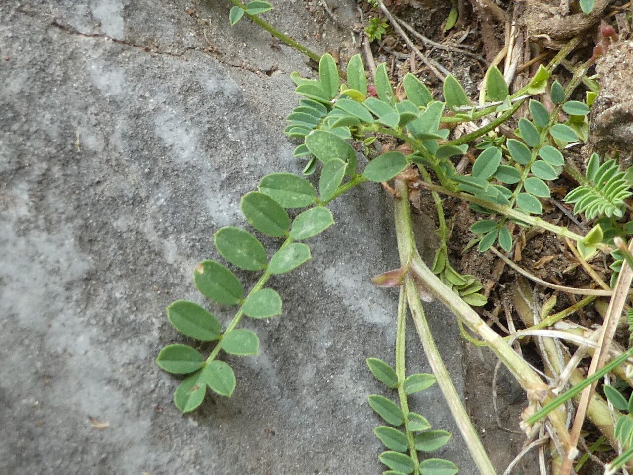 Hippocrepis comosa — search result for 'Hippocrepis'