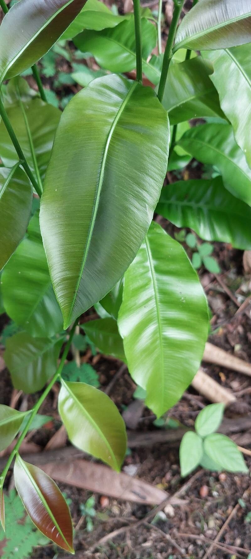 Rhabdophyllum affine — related species from the same genus