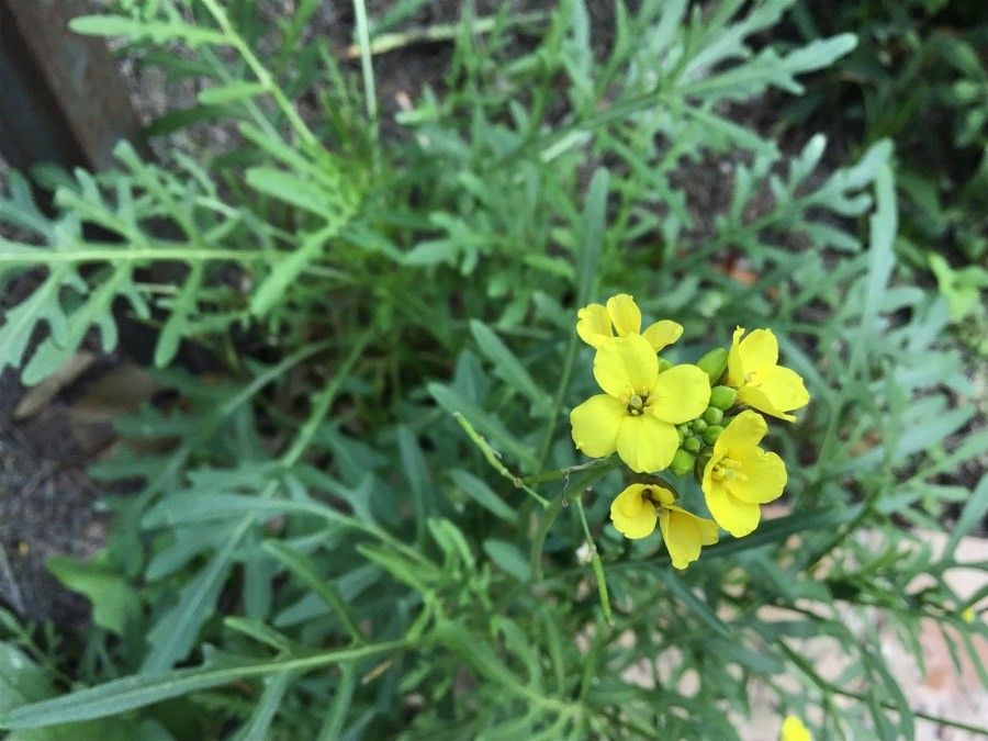 Diplotaxis ibicensis flower