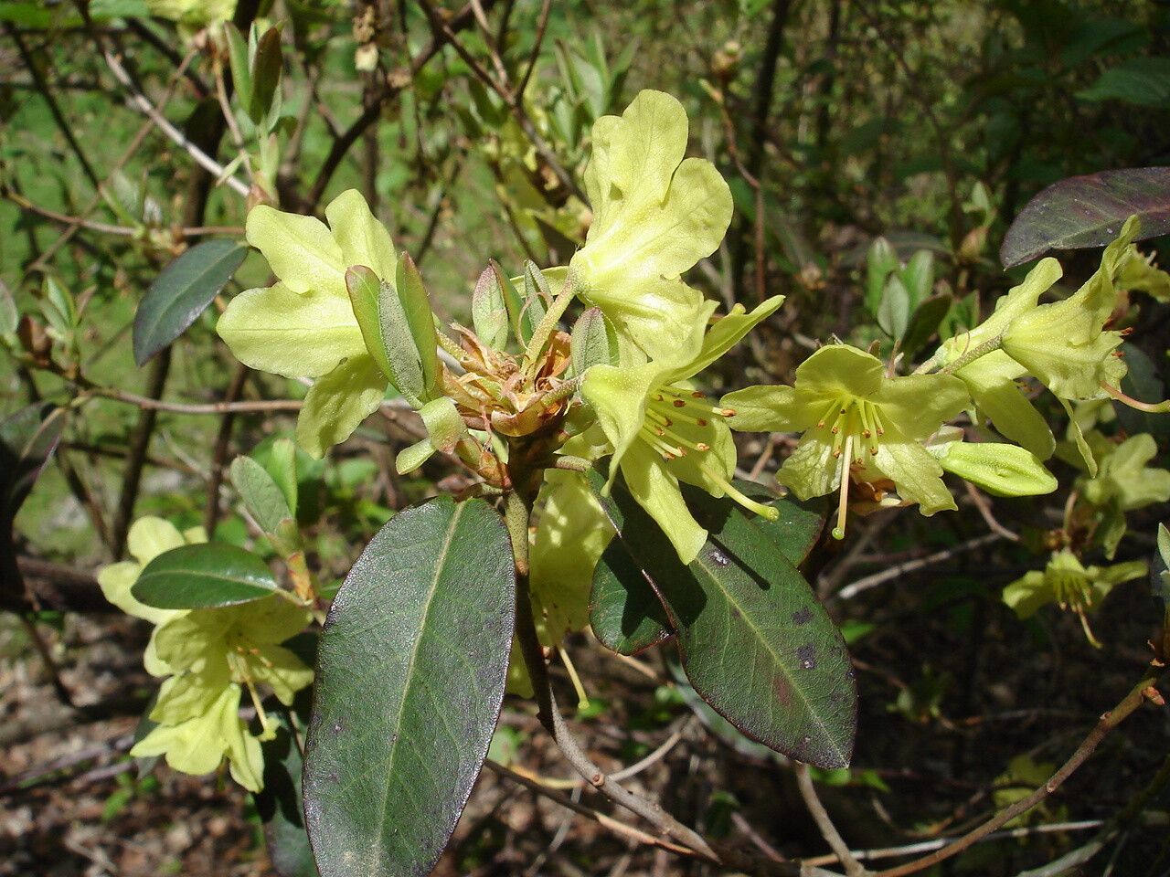 Rhododendron trichocladum — houseplant care guide