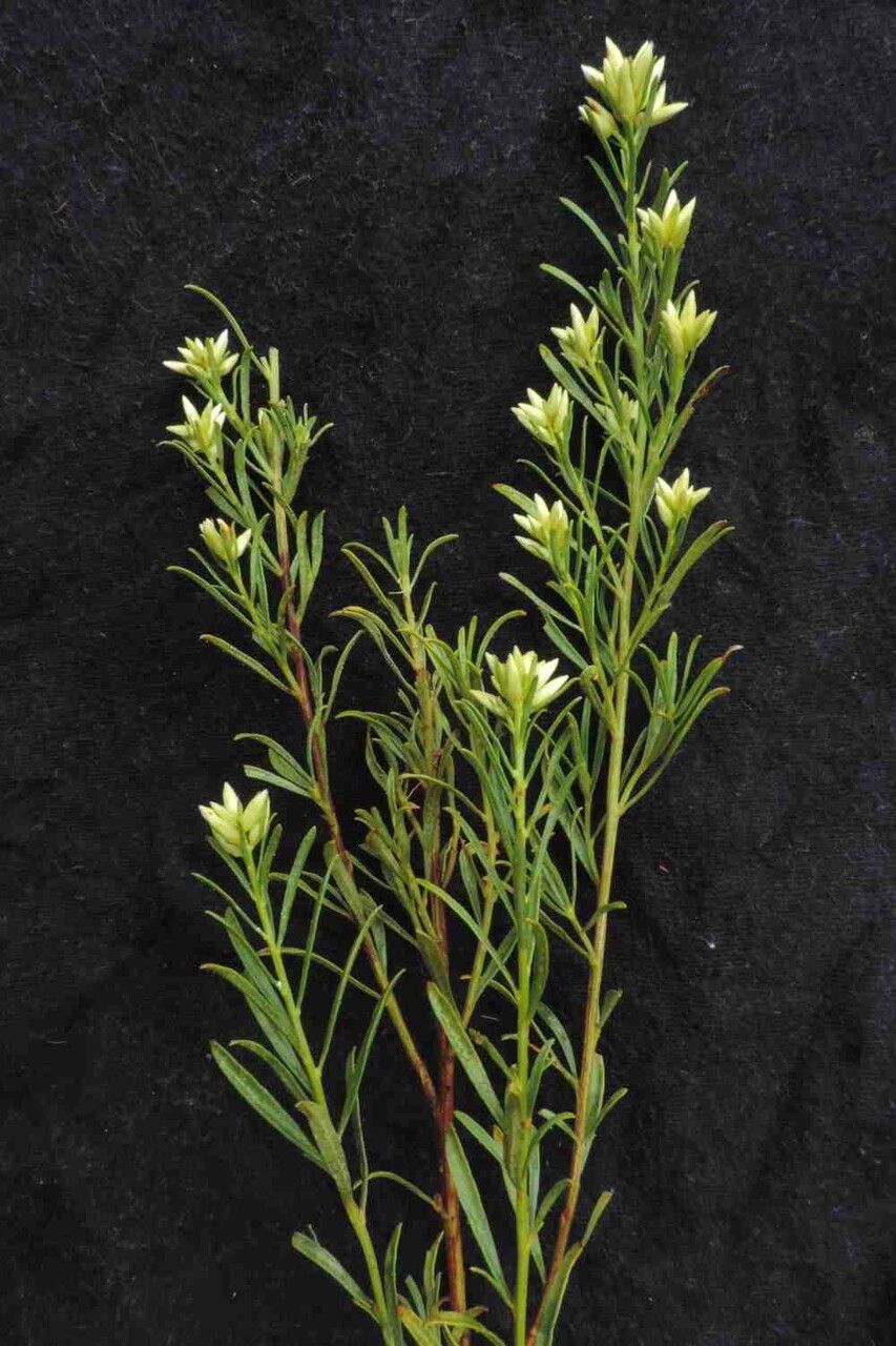 Baccharis linearifolia — search result for 'Baccharis'