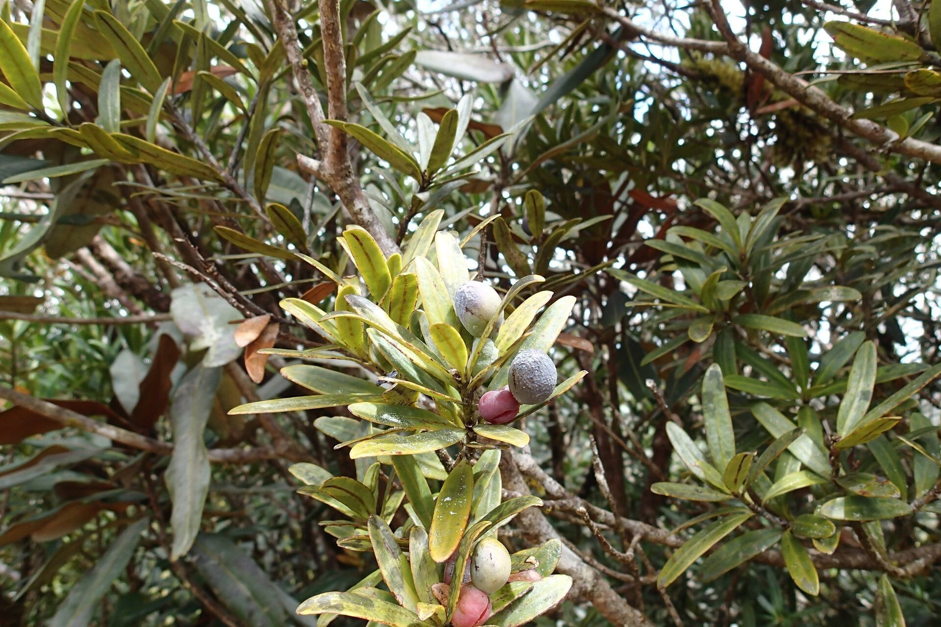 Podocarpus lucienii — search result for 'Podocarpus'