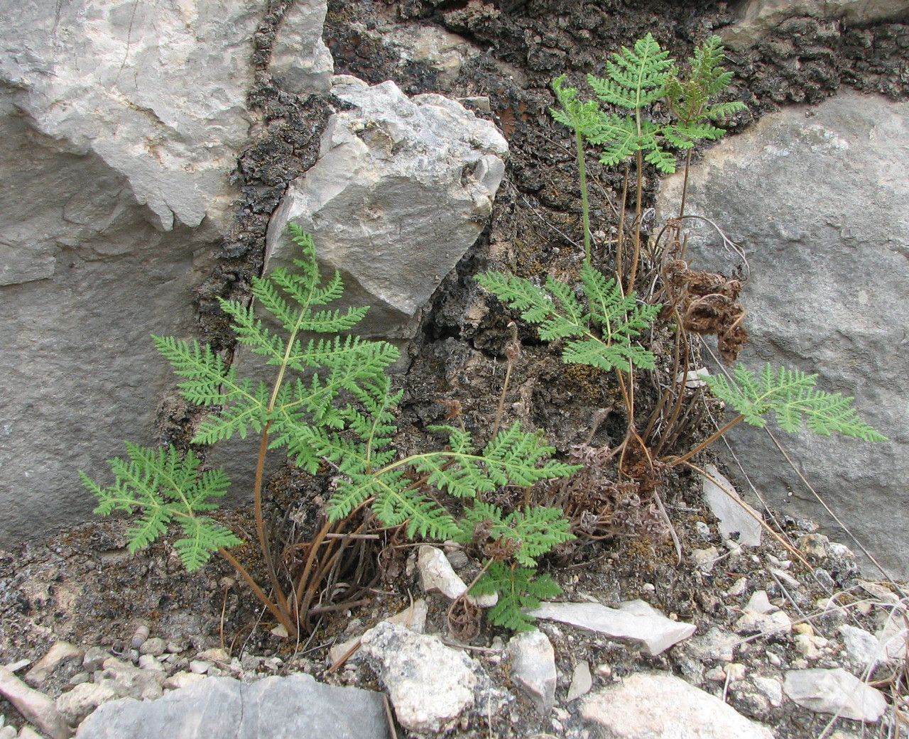 Hemionitis leucopoda habit