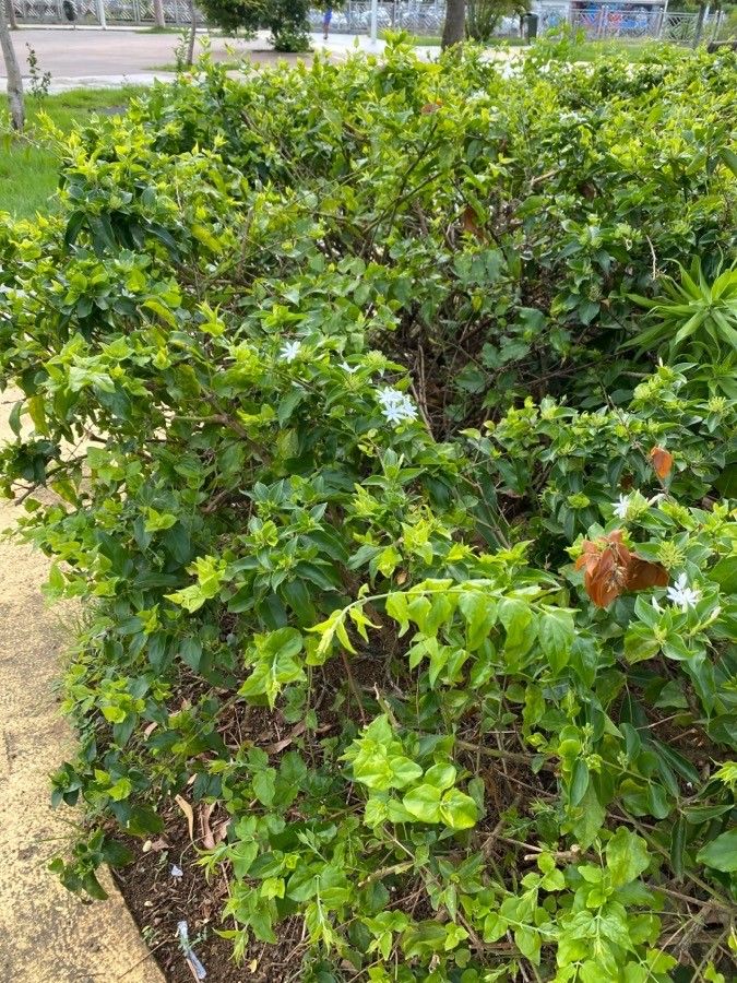Jasminum multiflorum habit
