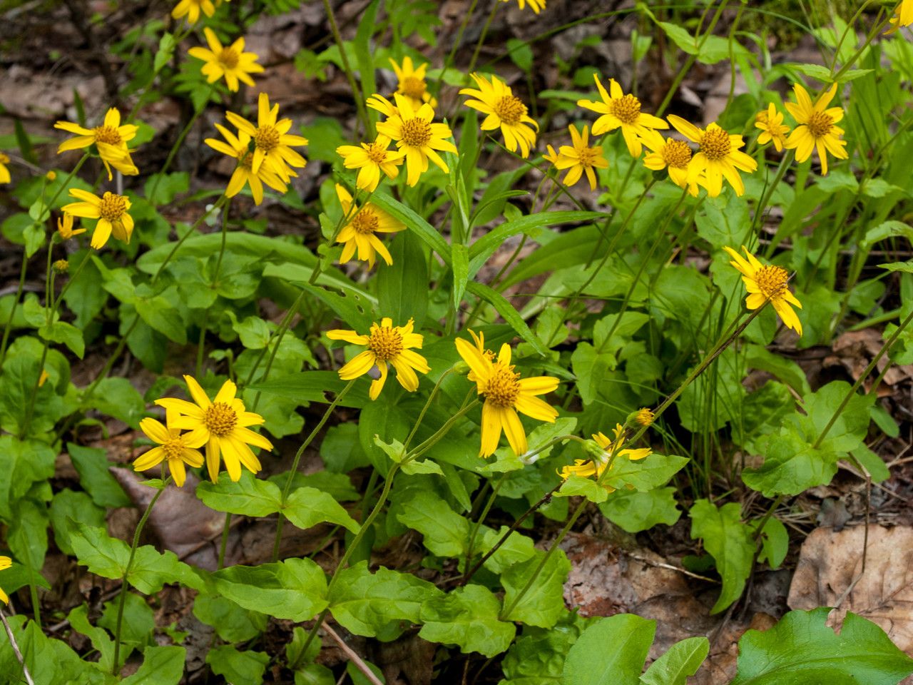 Arnica latifolia flower