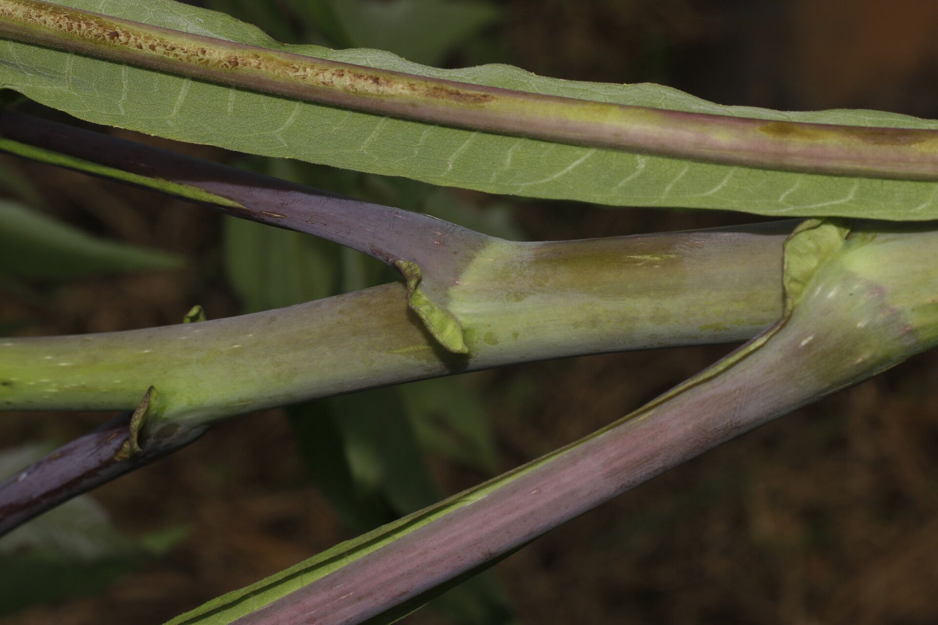 Verbesina myriocephala bark
