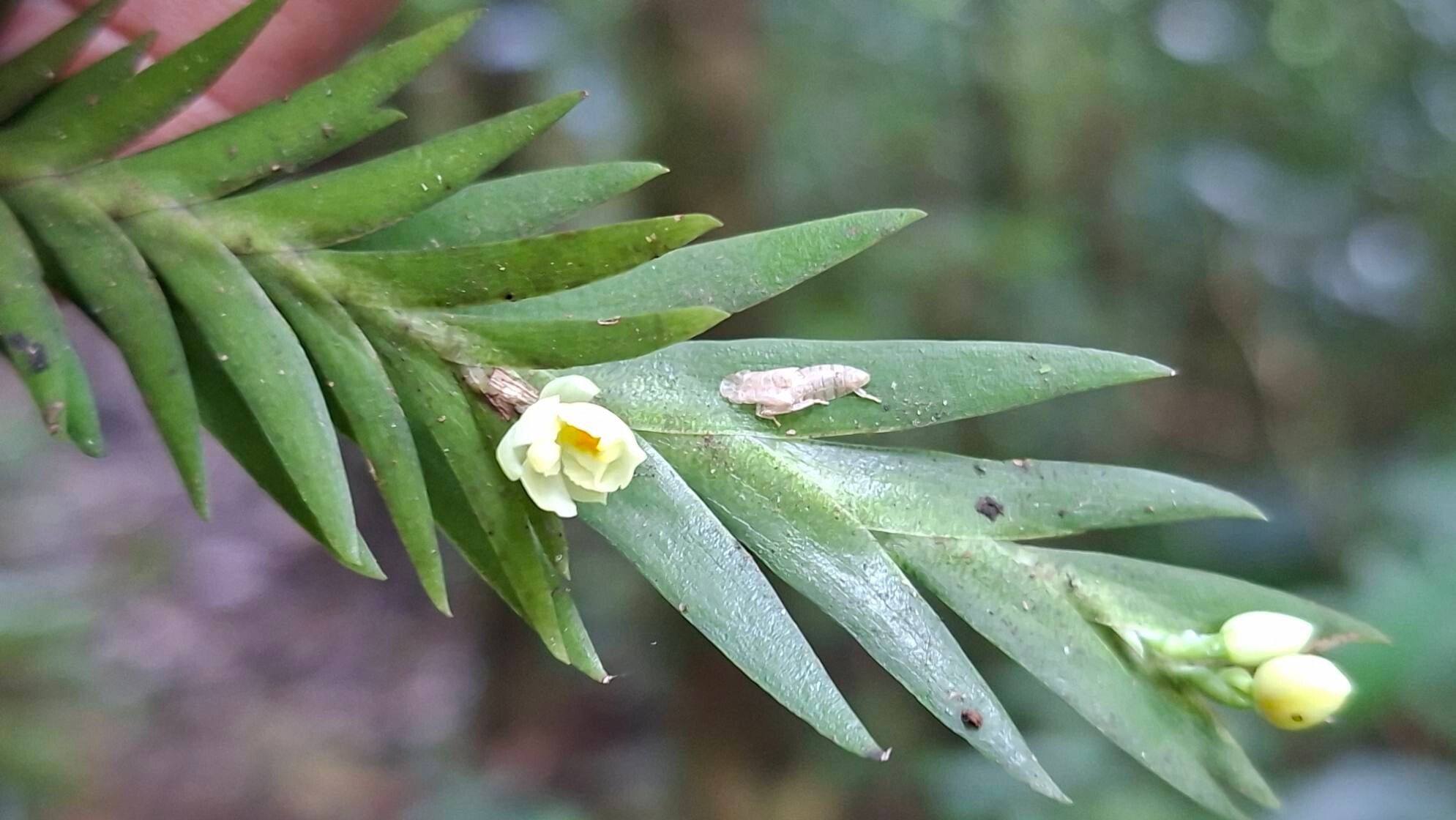 Lockhartia hercodonta flower