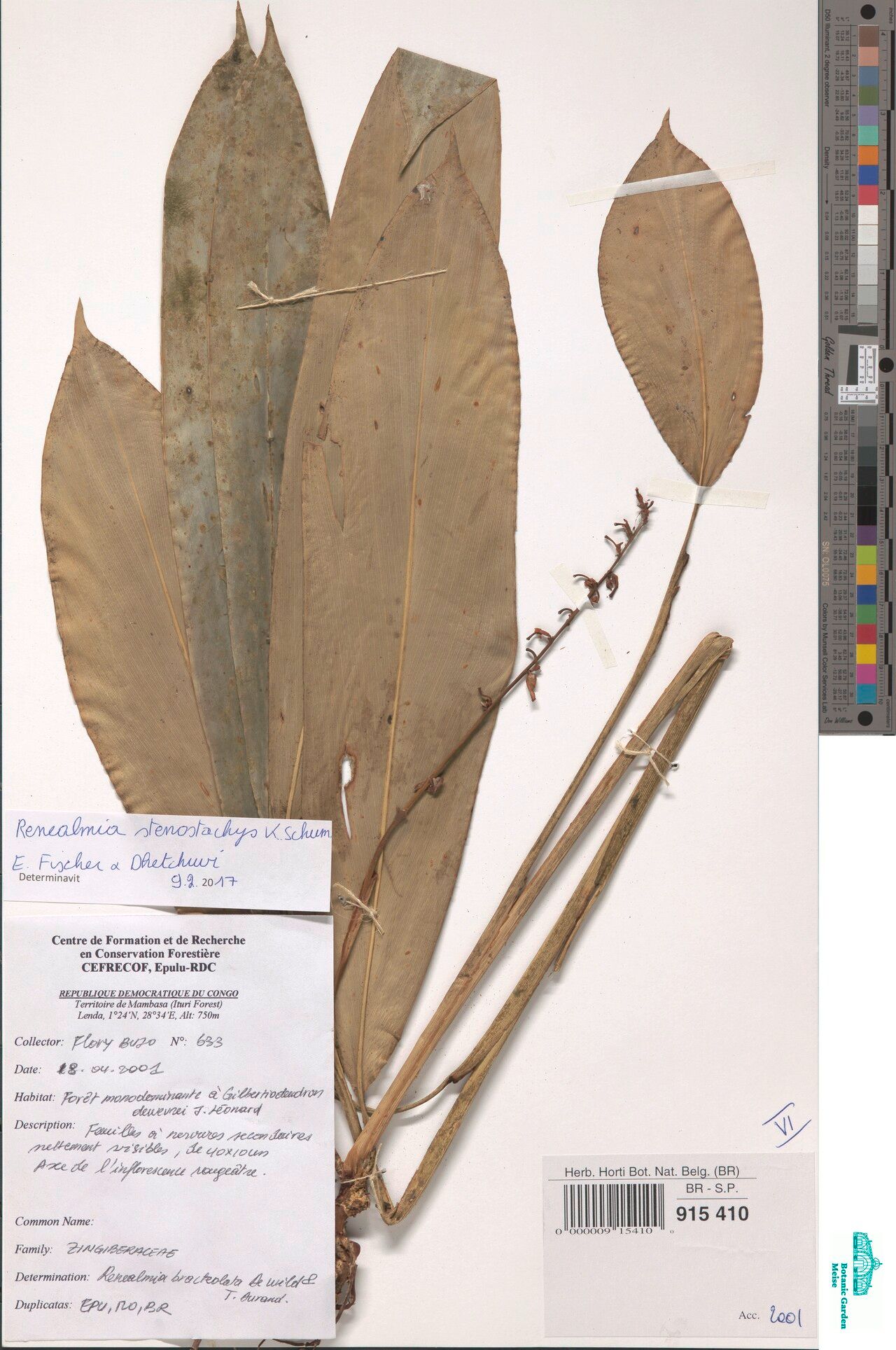 Renealmia stenostachys — search result for 'Renealmia'