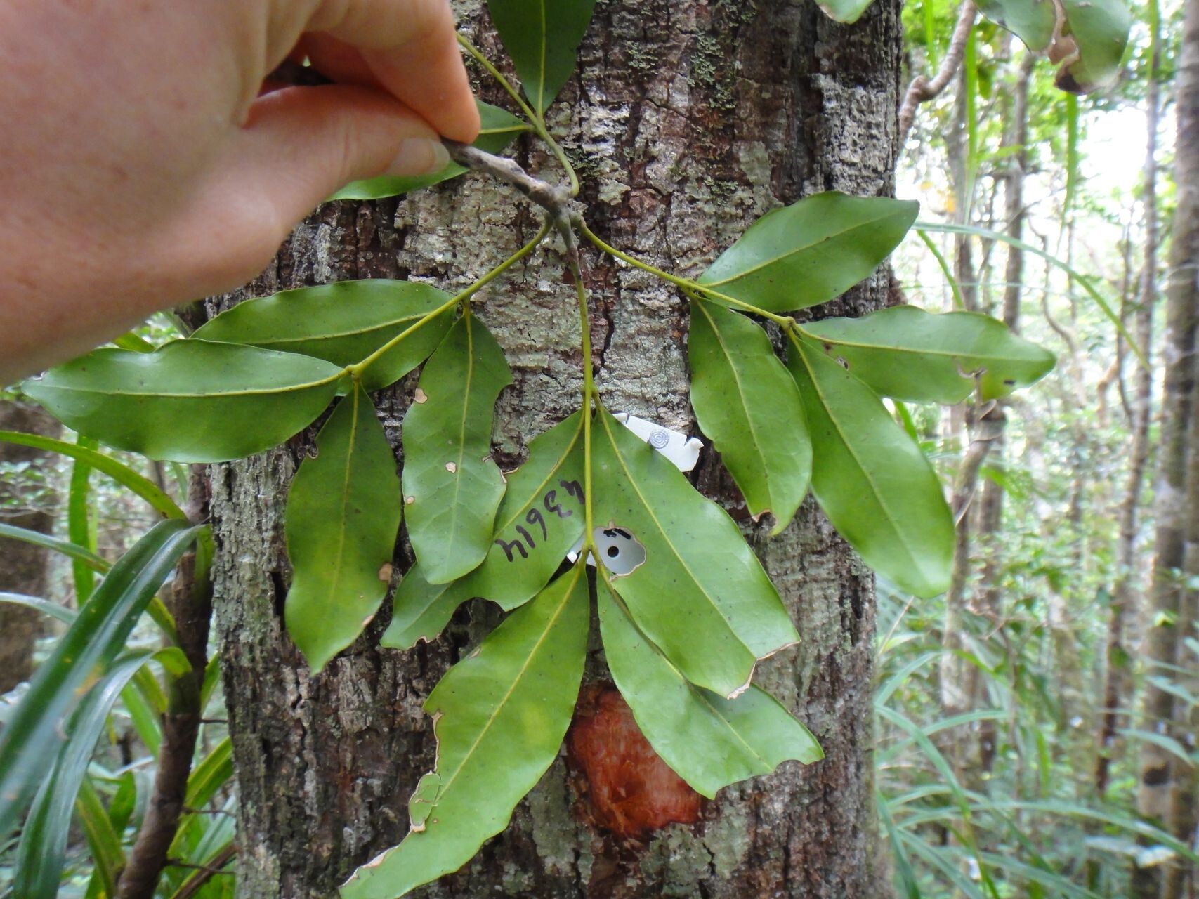 Anthocarapa nitidula — search result for 'Meliaceae'