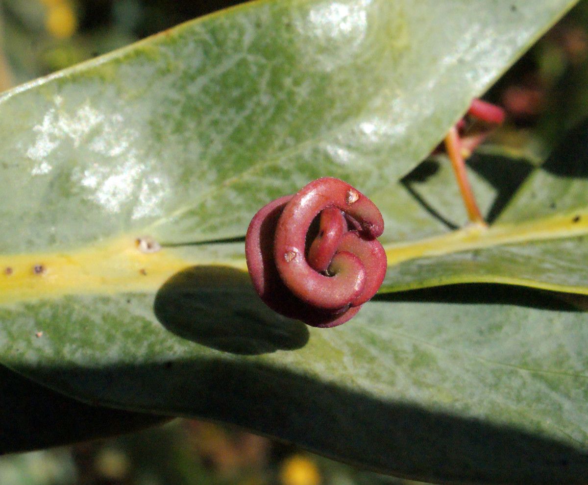 Acacia glaucoptera fruit