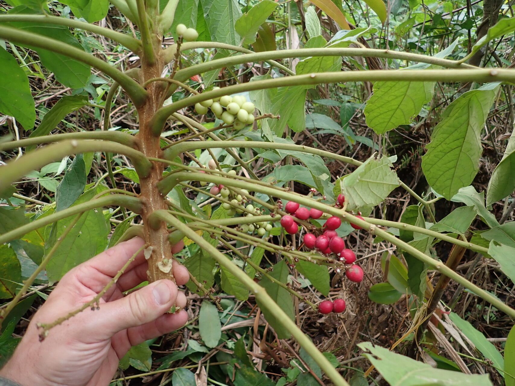Brucea antidysenterica fruit