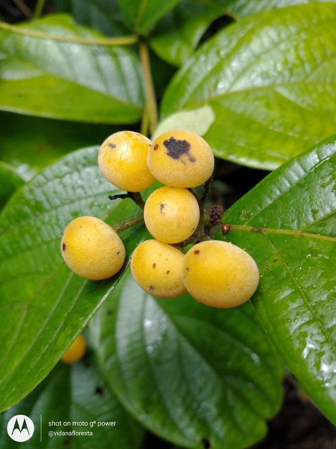 Cordia nodosa fruit
