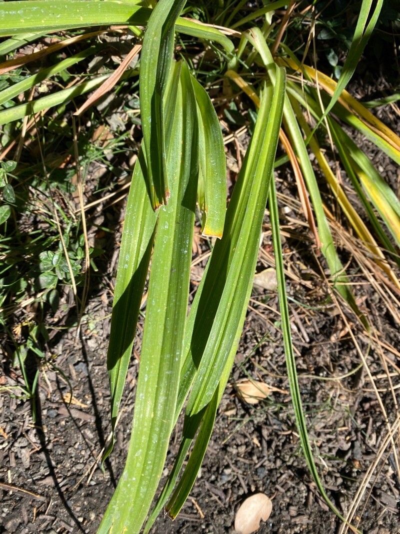 Astelia fragrans leaf