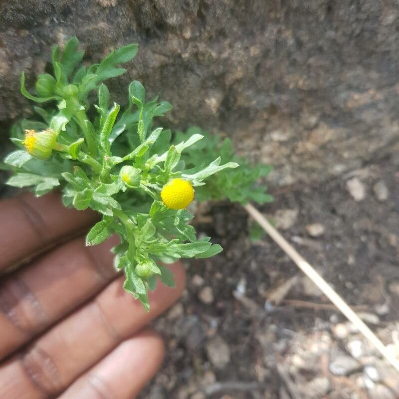 Grangea maderaspatana flower