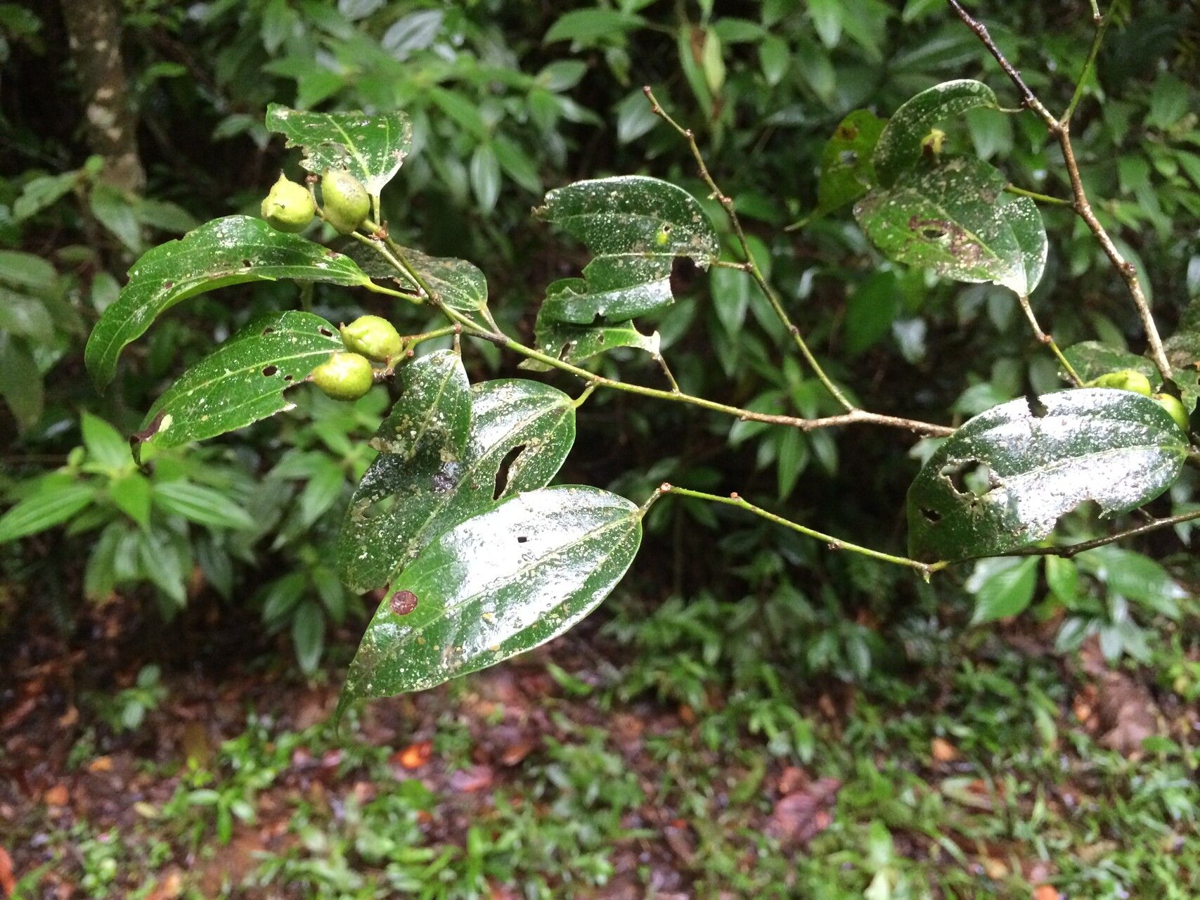 Matudaea trinervia fruit
