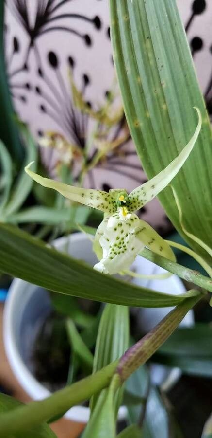 Scoliopus bigelovii flower