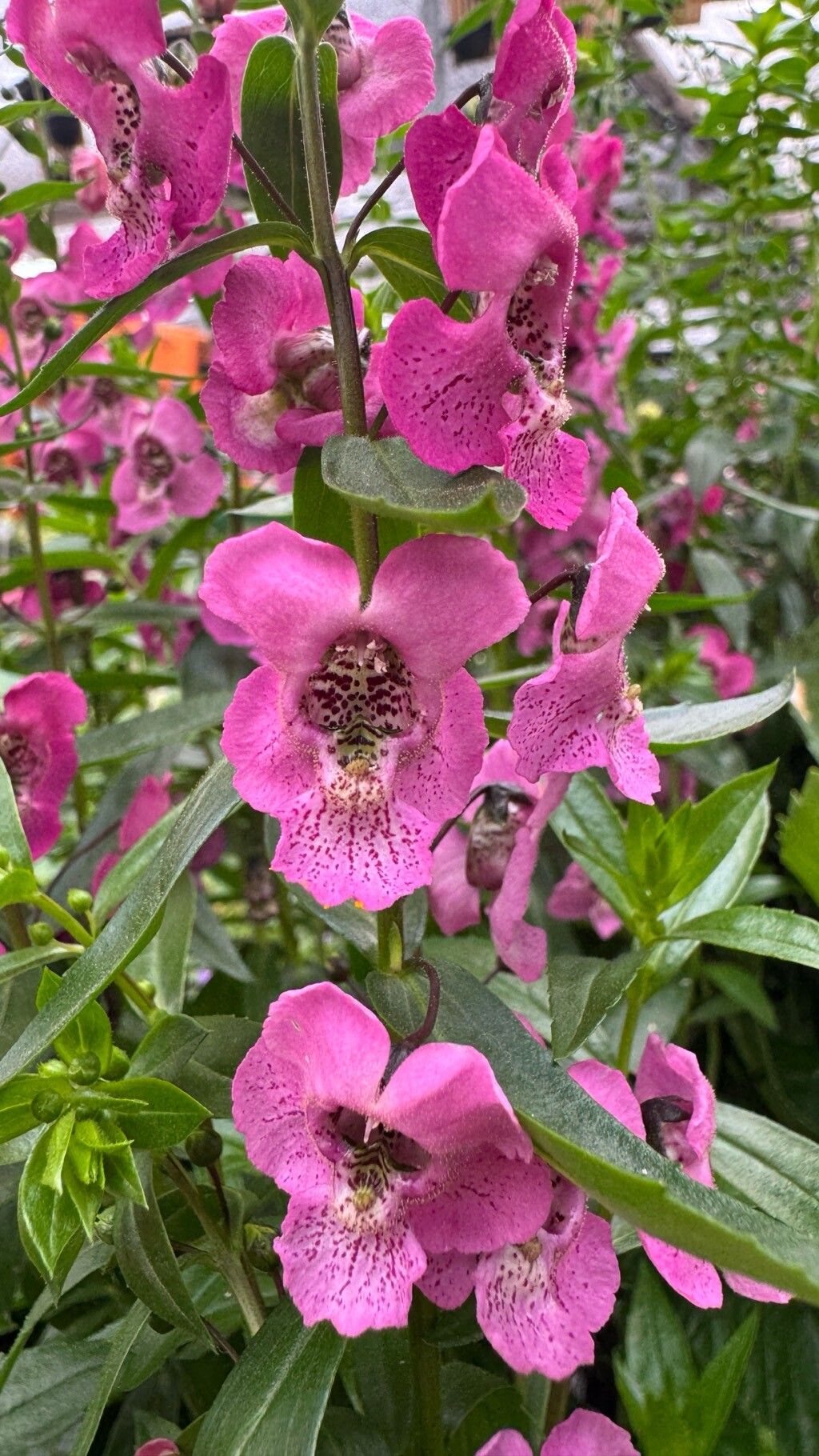 Angelonia minor flower