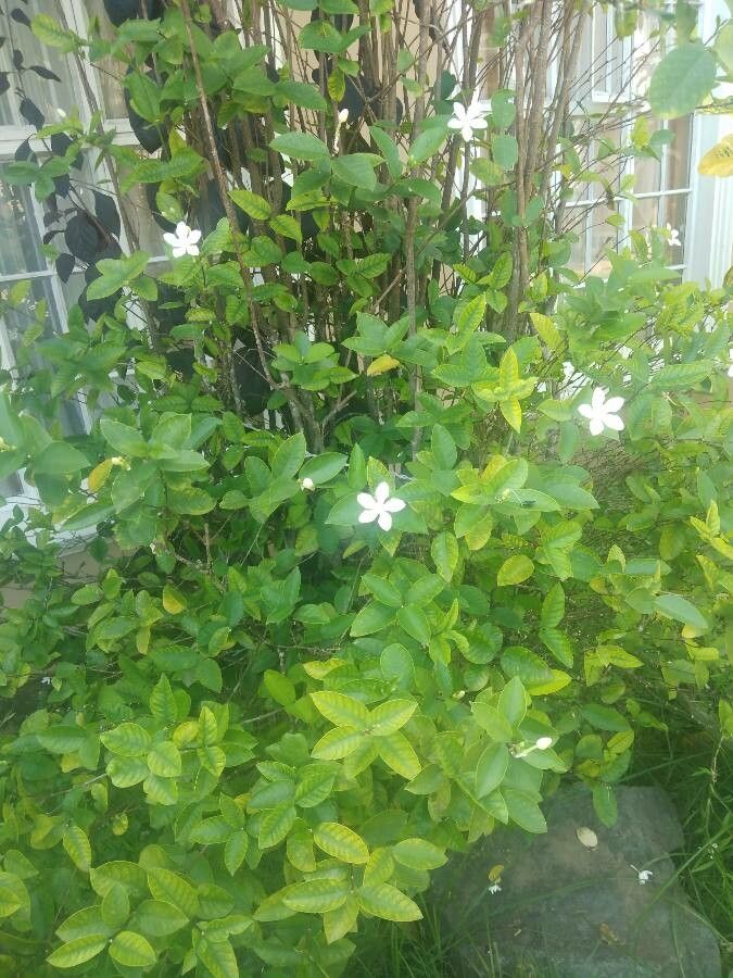 Wrightia antidysenterica leaf