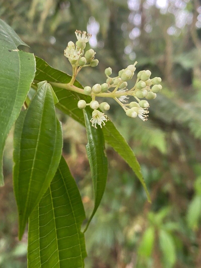 Miconia chiriquiensis flower