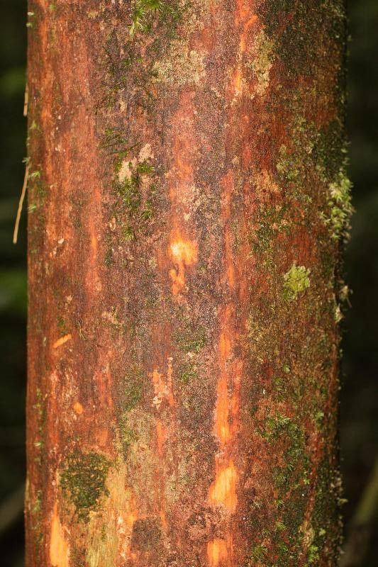 Micropholis cayennensis bark