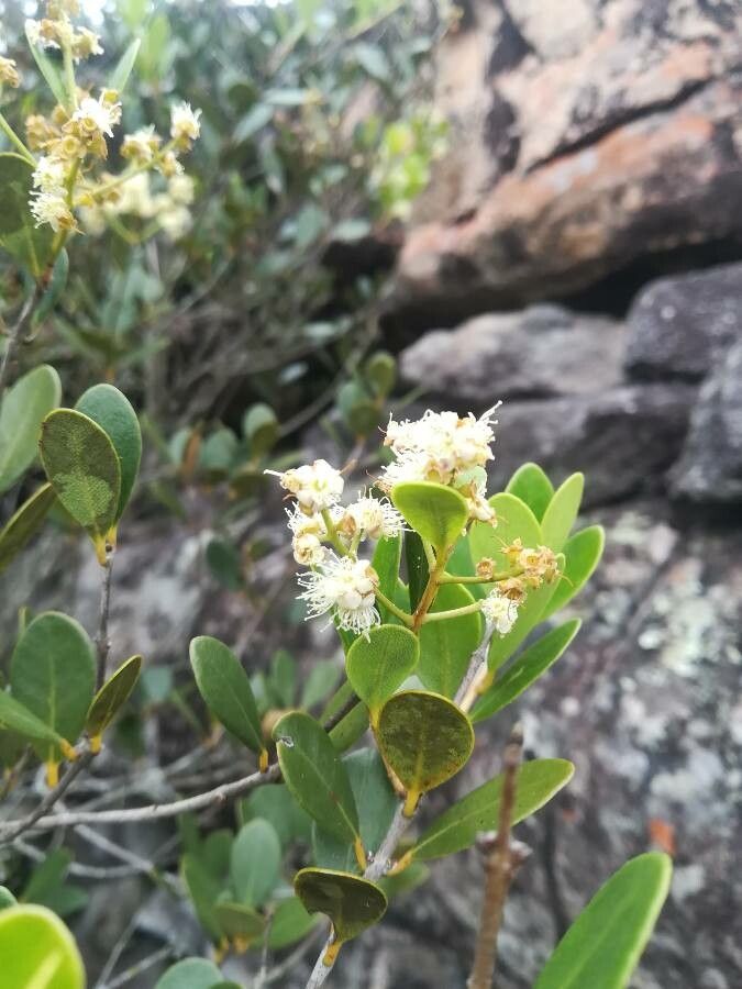 Cupaniopsis squamosa flower
