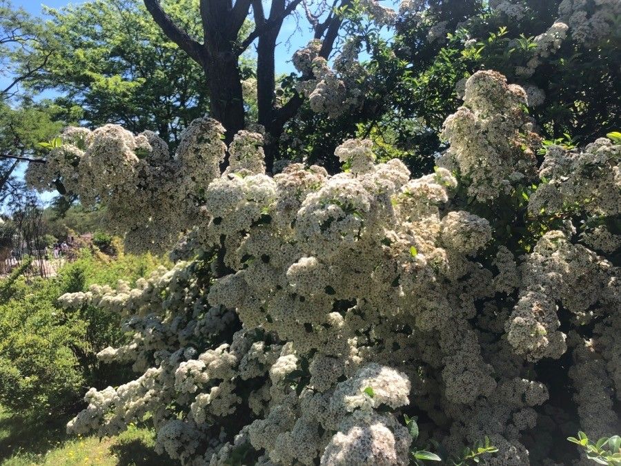 Pyracantha crenatoserrata flower