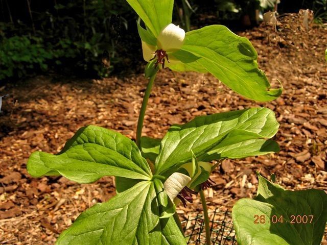 Trillium rugelii habit